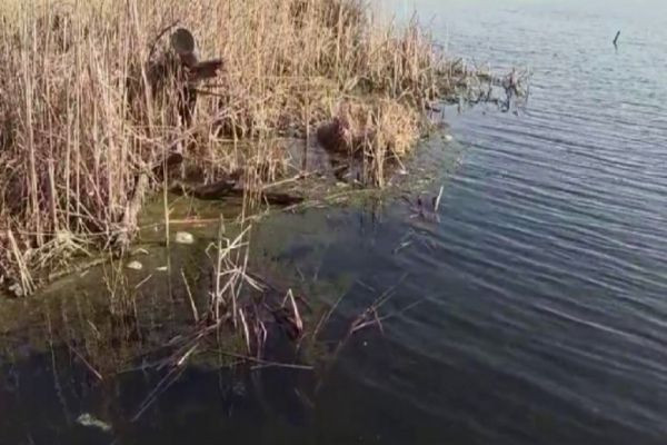 В Красноуфимском районе в пруду обнаружили много мертвой рыбы