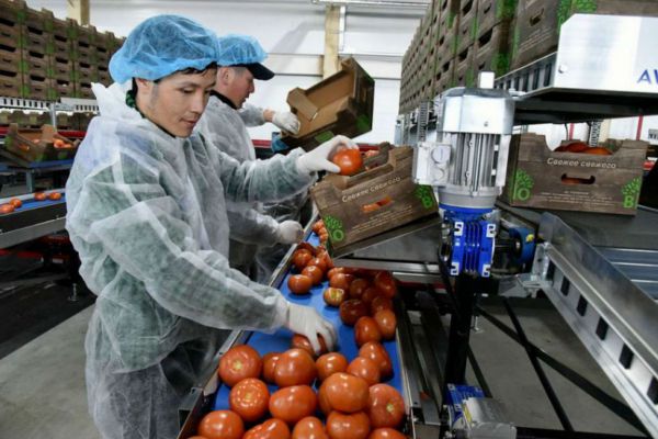 Россельхознадзор не допустил на свердловский рынок томаты, зараженные опасным вредителем
