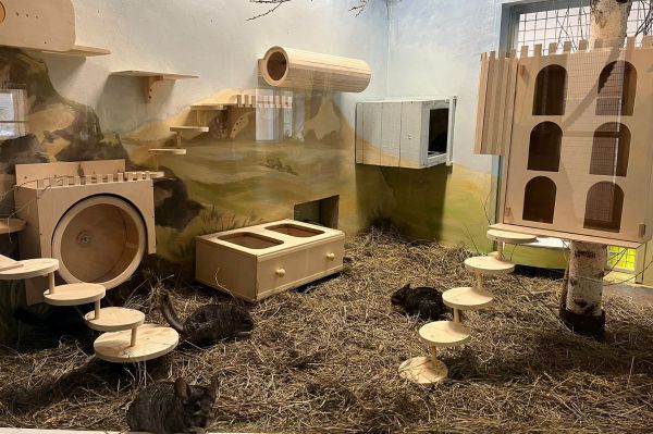 В екатеринбургском зоопарке построили новый «жилой комплекс» для шиншилл