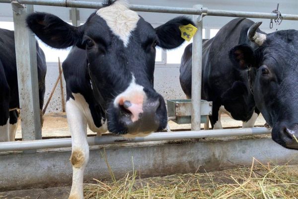 В Свердловской области ищут директора фермы на зарплату в 300 тысяч рублей