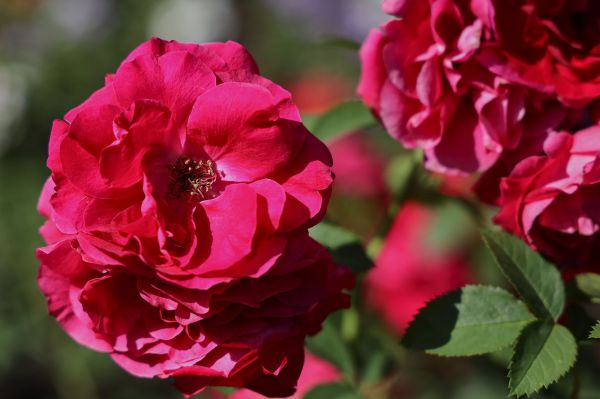 В этом году в Екатеринбурге разобьют цветники на площади больше 60 тысяч квадратных метров