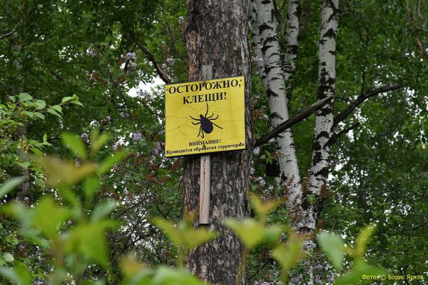 Названы места на Среднем Урале, где клещи наиболее агрессивны