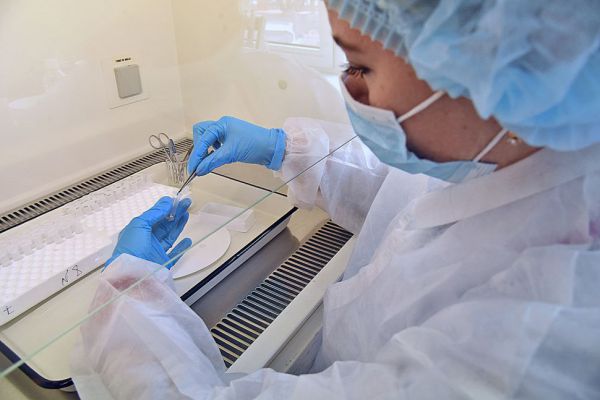 Санврачи рассказали, куда уральцы могут сдать клещей на исследование