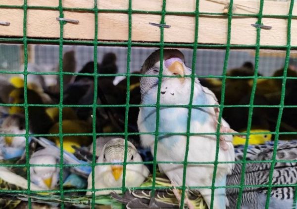 500 попугаев прилетели в Екатеринбург: в Кольцово встретили необычный груз