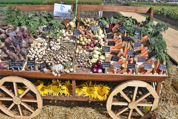 На Среднем Урале подешевели картошка, капуста, свекла и помидоры