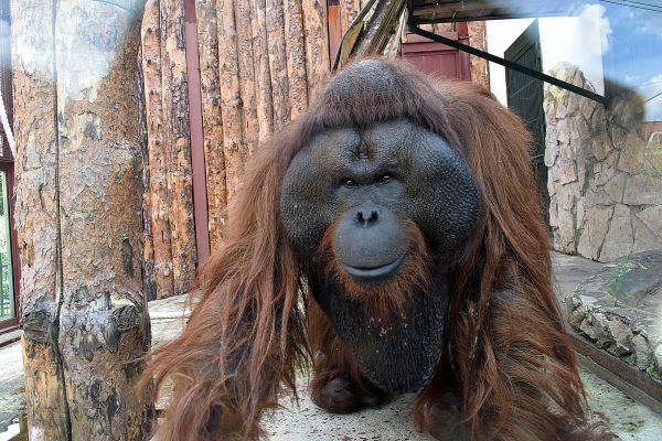 В зоопарке Екатеринбурга капитально отремонтируют вольеры для обезьян