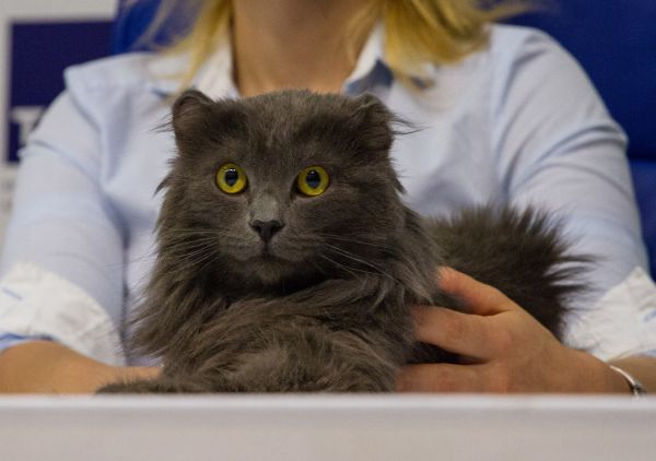 За гибель кошек пойдет под суд