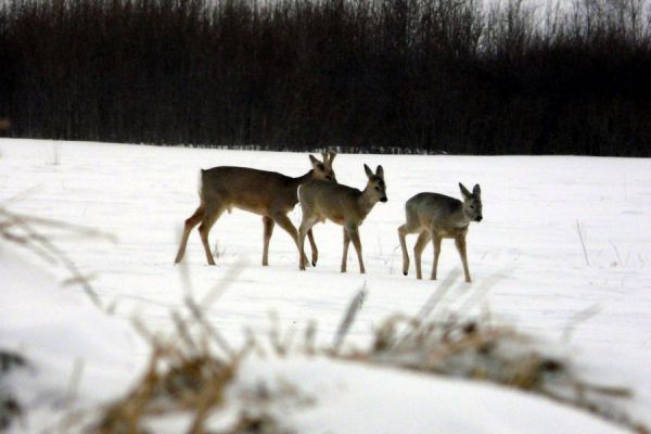 Масштабная лесная перепись подтвердила значительный рост численности диких животных на Среднем Урале