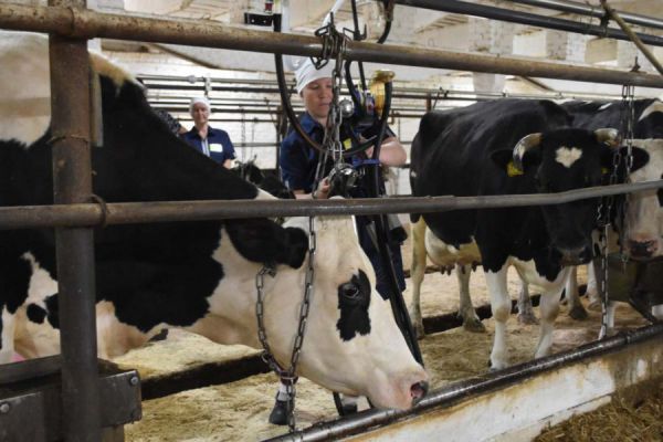 К 2030 году на Среднем Урале построят семь  молочных ферм