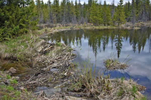В 2026 году экологи обследуют 39 водоемов Среднего Урала