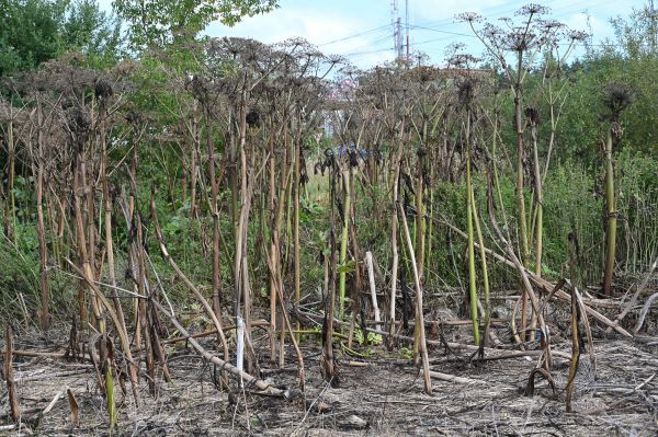 Рослесхоз приговорил борщевик Сосновского к уничтожению