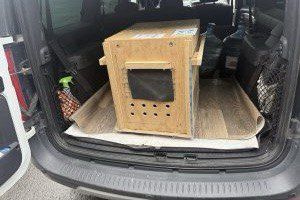 Из Кольцово оправили кенгуру для размножения в Белград