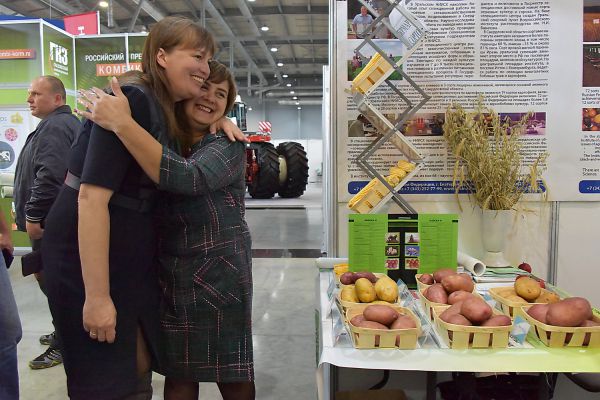 «Аляска» паразитам не по зубам: уральские селекционеры создали устойчивый к фитофторе картофель