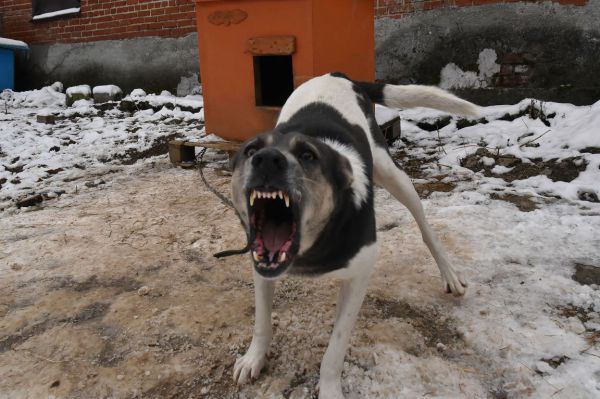 В Екатеринбурге школьник получит компенсацию за нападение на него собаки