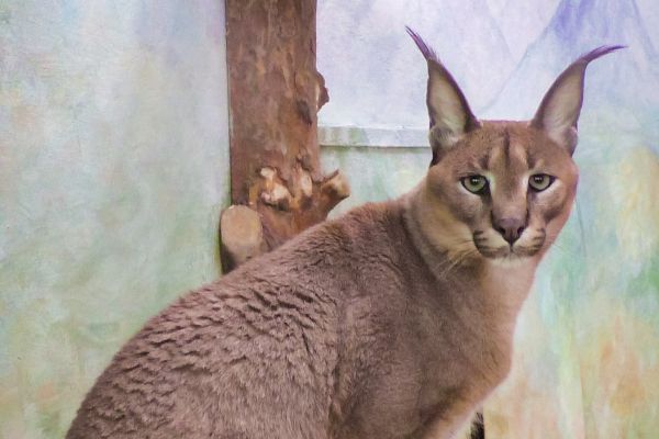 В екатеринбургском зоопарке появился каракал по кличке Хьюго