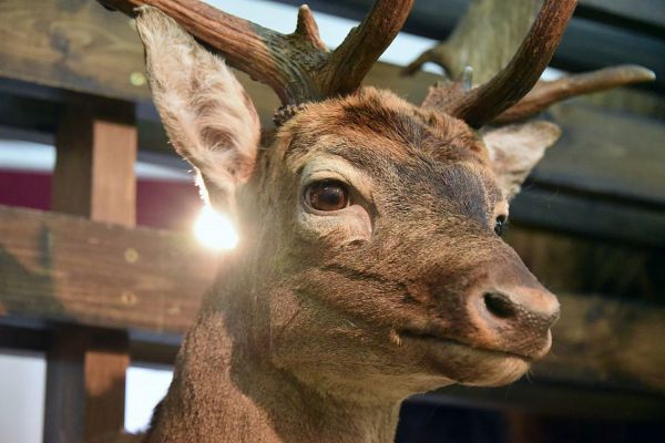 В 2022 году на Среднем Урале произошло 14 ДТП с участием диких животных