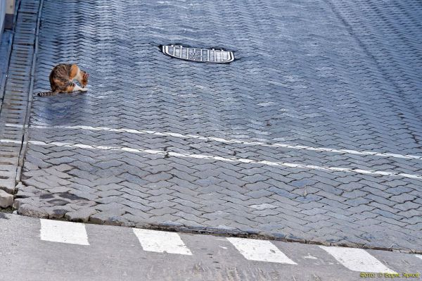 В Екатеринбурге зооволонтеры начали сбор новогодних гостинцев для бездомных животных