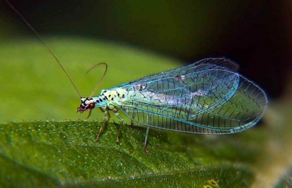 Уральские аграрии получили «воздушный десант» из 2,5 млн защитников урожая