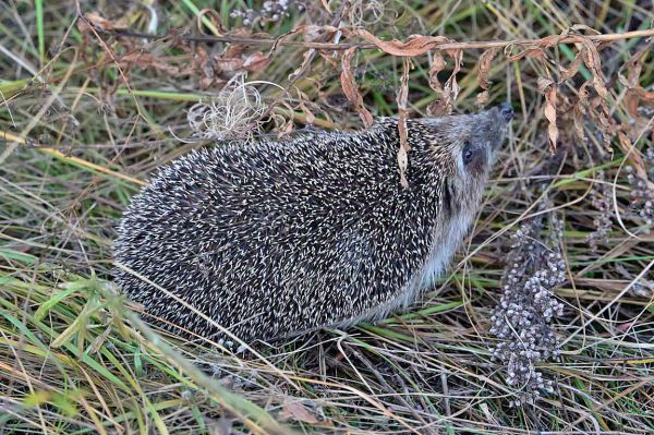 Коричка и Жека поздравили свердловчан с Днем ежа