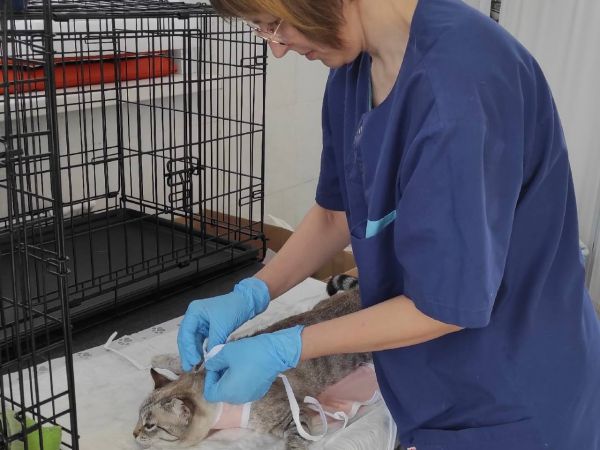 Четвероногим – здоровье, хозяевам – поддержка: стартует новый этап бесплатных операций в Центре реабилитации животных УрГАУ