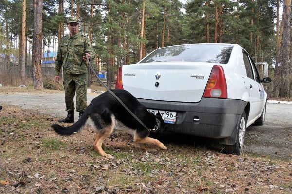 Фоторепортаж: служебные собаки Уральской таможни нашли наркотики меньше, чем за минуту