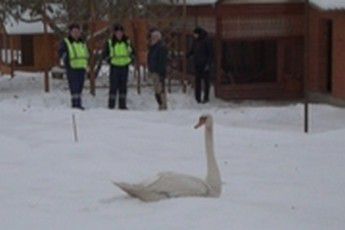 В Заречном полицейские спасли лебедя