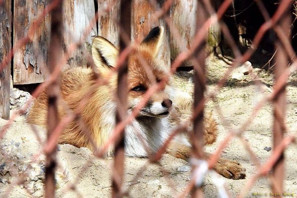 В 2024 году на Среднем Урале зафиксировано 47 случаев бешенства животных