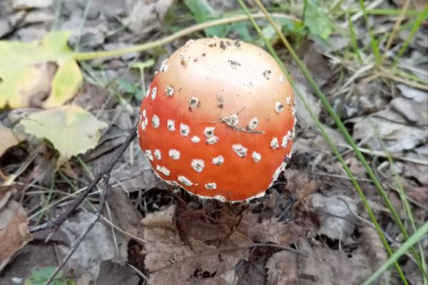 В Свердловской области два человека отравились несъедобными грибами