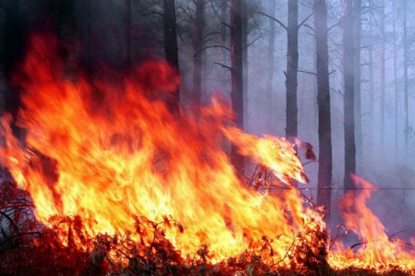 Мониторить возникновение лесных пожаров в этом году будут с 3 авиаточек и 80 камер