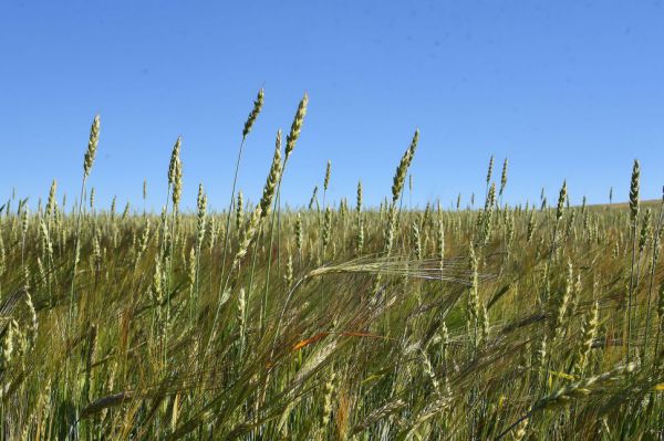 Свердловские власти продлили пониженную ставку сельхозналога для  аграриев