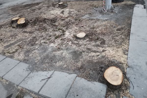 Власти Екатеринбурга объяснили, почему допустили снос деревьев у типографии «Уральский рабочий»