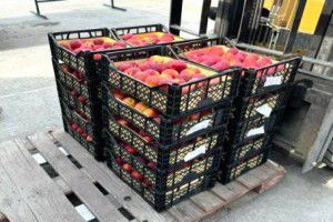 Завезенные на Урал турецкие  нектарины оказались заражены фруктовой мухой