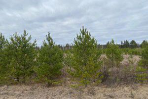 На Среднем Урале  поля нерадивого землевладельца заросли соснами