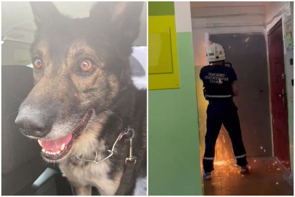 В Нижнем Тагиле спасли собаку, которую на стриме избивал хозяин