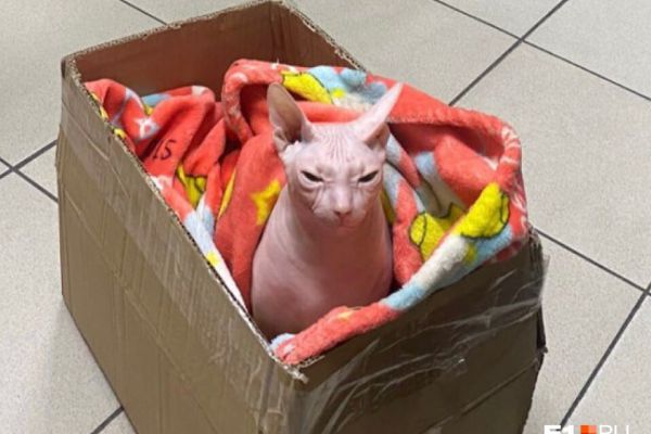 В Кольцово пассажиры бросили своего кота в закрытом рюкзаке