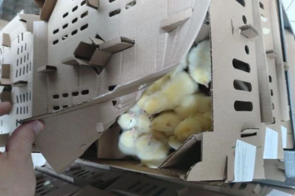 Тысячи крошечных путешественников получили официальное право на международный перелет