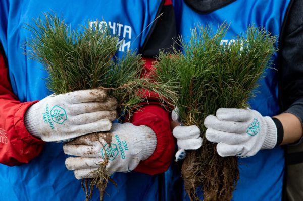 Почтовый лес: как жители Урала высаживают тысячи деревьев по всей стране