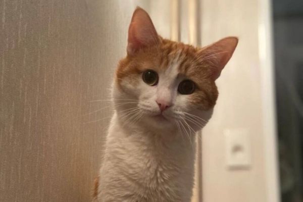 Стало известно, кто на самом деле выбросил кота Твикса из поезда Екатеринбург — Санкт-Петербург
