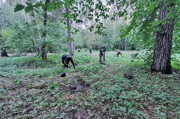 За год на Среднем Урале посадили  более 30 тысяч гектаров леса