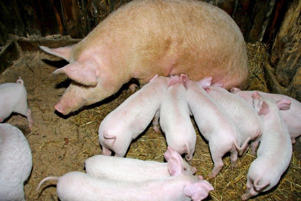 Уральские кабаны дистанцировались от африканской чумы
