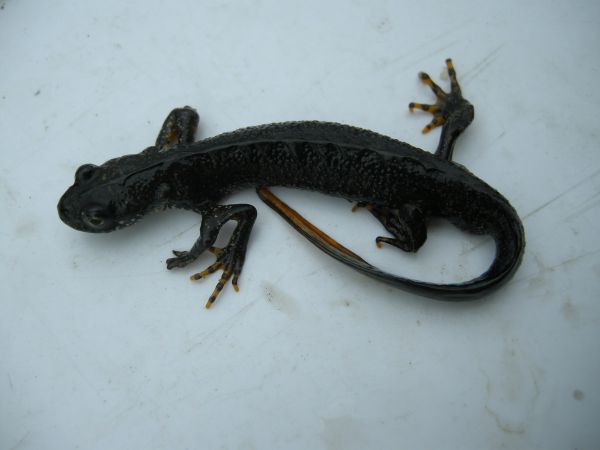 На грани исчезновения: ученые ищут способ спасти редкого тритона на Среднем Урале