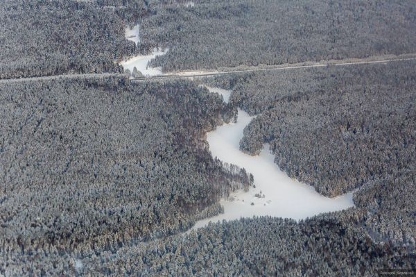 Масштабное восстановление леса идет в Свердловской области