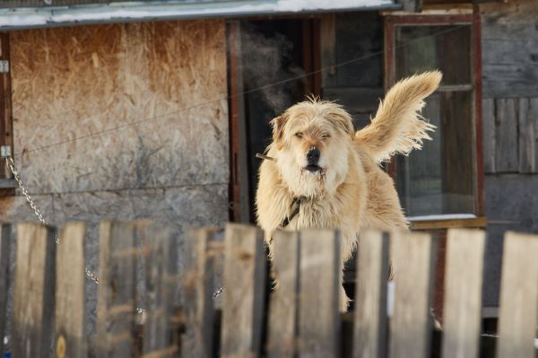 В Свердловской области возле приюта для собак обнаружили трупы животных