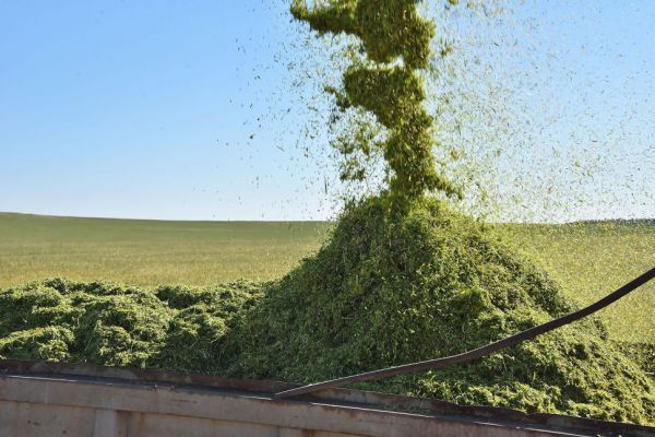 На Среднем Урале завершается уборка кормовых культур