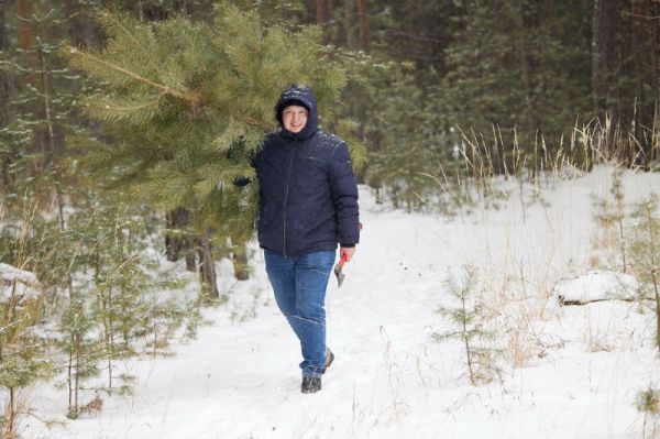 Начать заготовку новогодних «красавиц» свердловчане смогут с 16 декабря