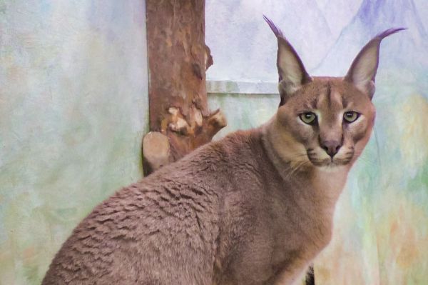 Жители Екатеринбурга выбрали каракала Хьюго зоомистером