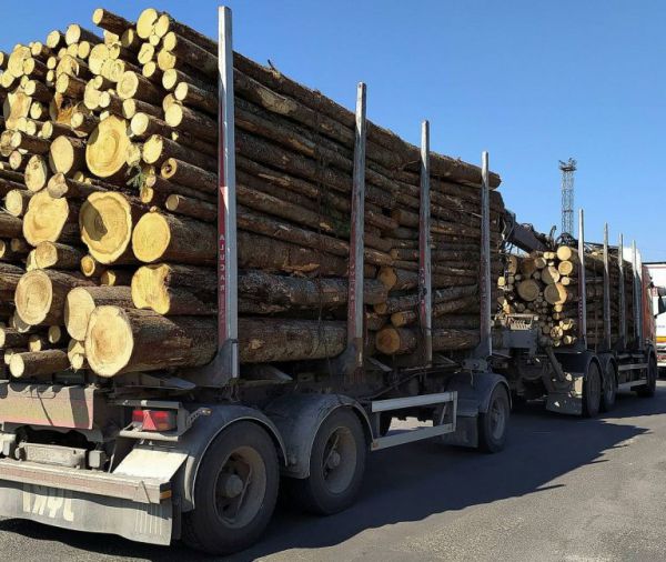 Предприятию из Свердловской области вынесли предостережение за вывоз леса без сертификата