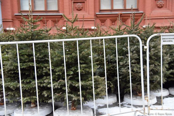 Штраф от 2 до 300 тысяч рублей: накануне Нового года власти усилили контроль за вырубкой леса