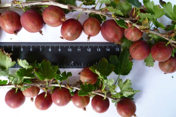 Уральские селекционеры создали высокоурожайный сорт крыжовника