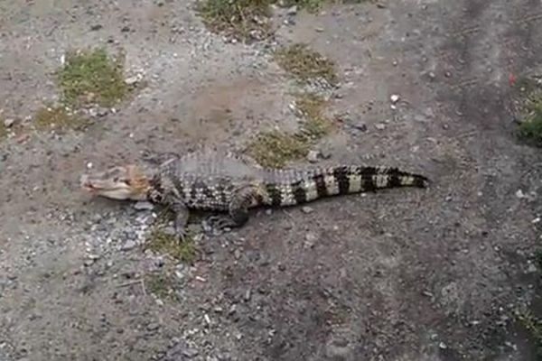 «Гена» на Урале
